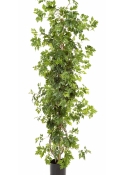 3' CISSUS PLANT 100-160 cm
