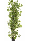 3' CISSUS PLANT 100-160 cm