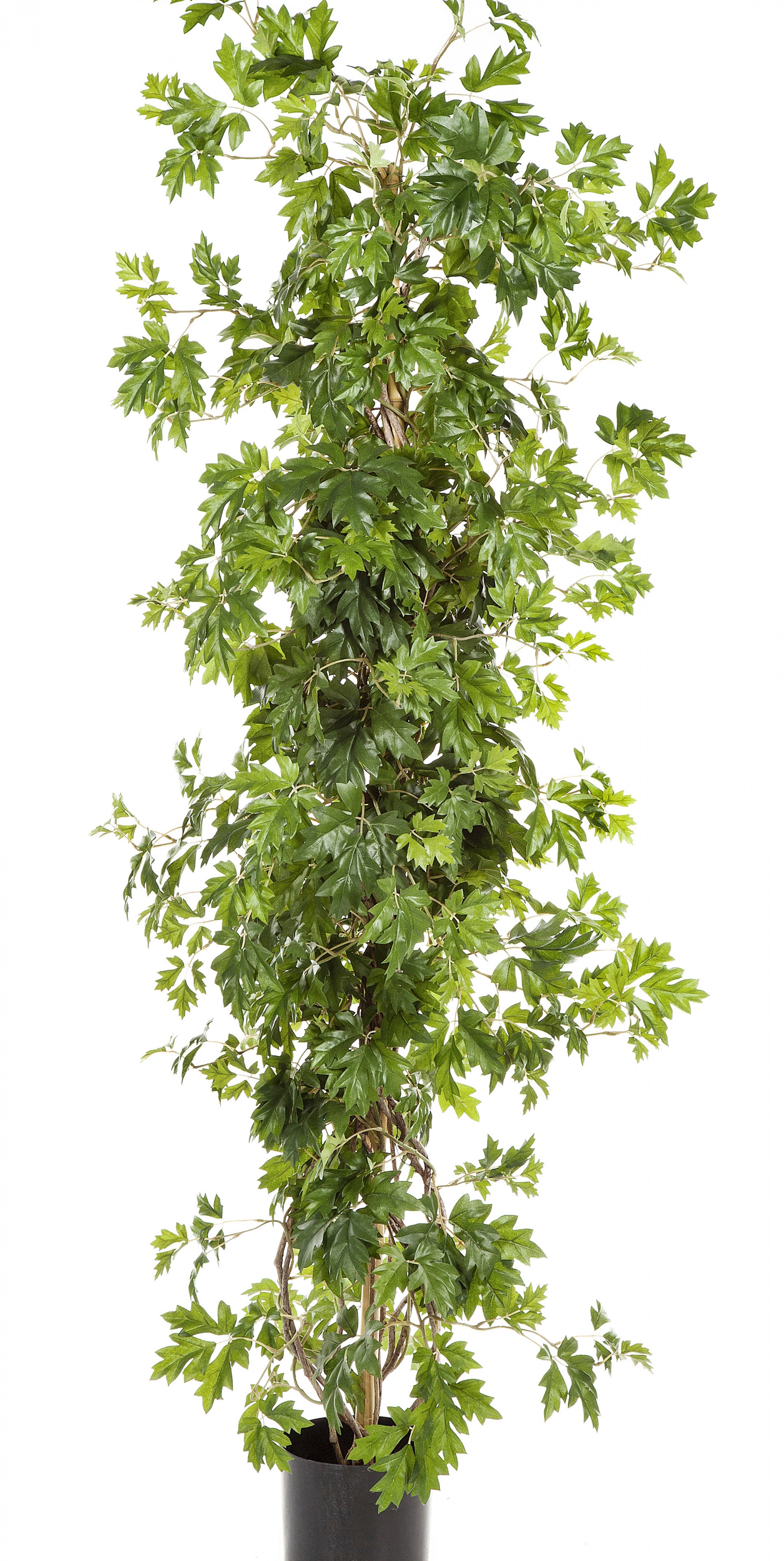 3' CISSUS PLANT 100-160 cm