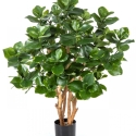 3\' CLUSIA BUSH TREE 85-110 cm