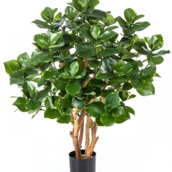 3' CLUSIA BUSH TREE 85-110 cm