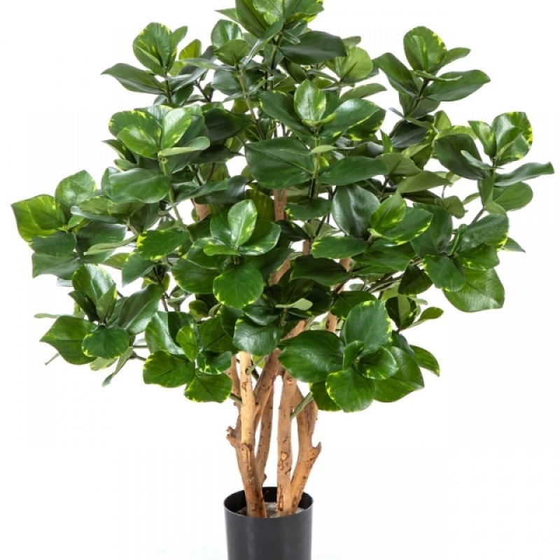 3' CLUSIA BUSH TREE 85-110 cm