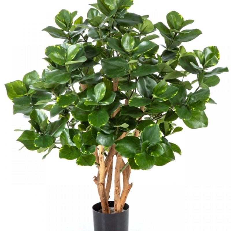 3' CLUSIA BUSH TREE 85-110 cm