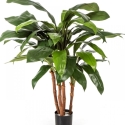 3\' CORDYLINE BUSH TREE 90 cm