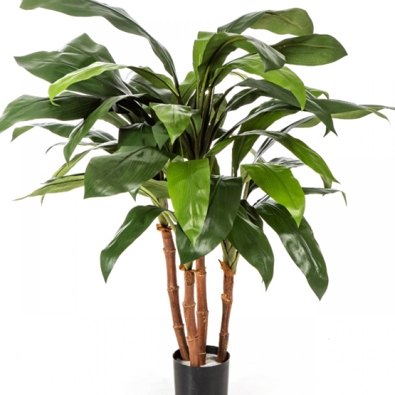 3' CORDYLINE BUSH TREE 90 cm