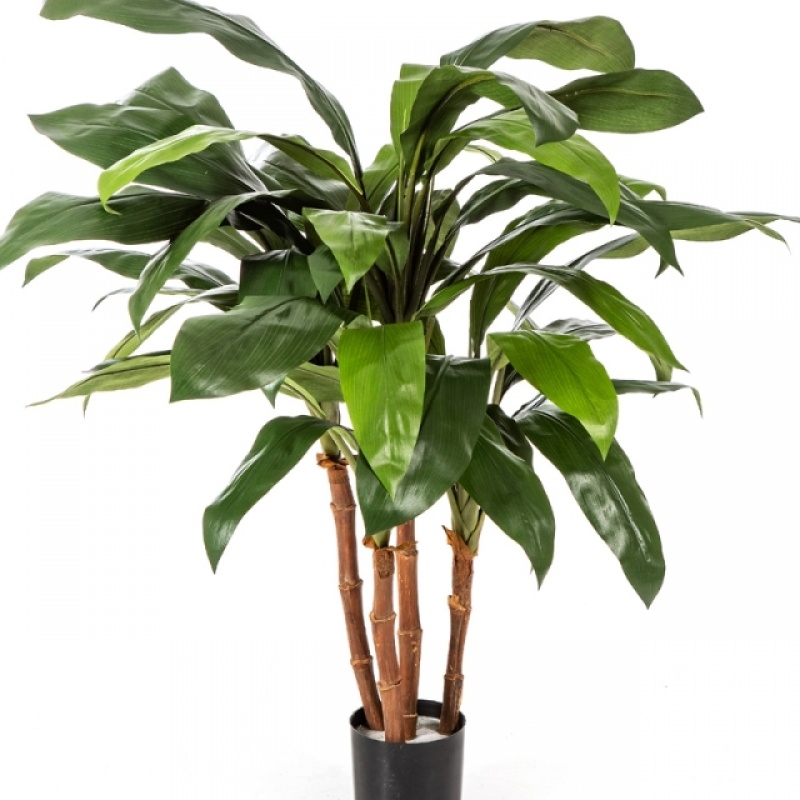 3' CORDYLINE BUSH TREE 90 cm