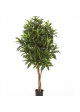 3' CROTON GOLDFINGER TREE 105-155 cm
