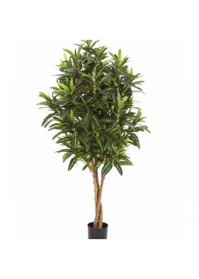 3' CROTON GOLDFINGER TREE 105-155 cm