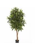 3' CROTON GOLDFINGER TREE 105-155 cm