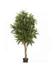 3' CROTON GOLDFINGER TREE 105-155 cm