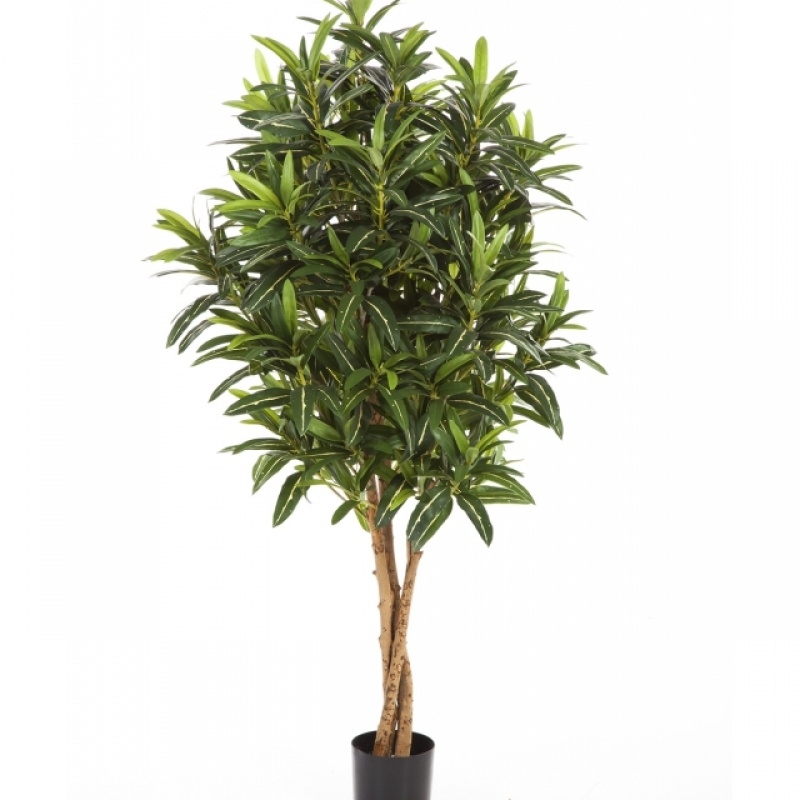 3' CROTON GOLDFINGER TREE 105-155 cm
