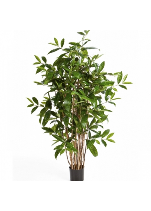 3' DRACAENA SURCULOSA TREE 90-270 cm