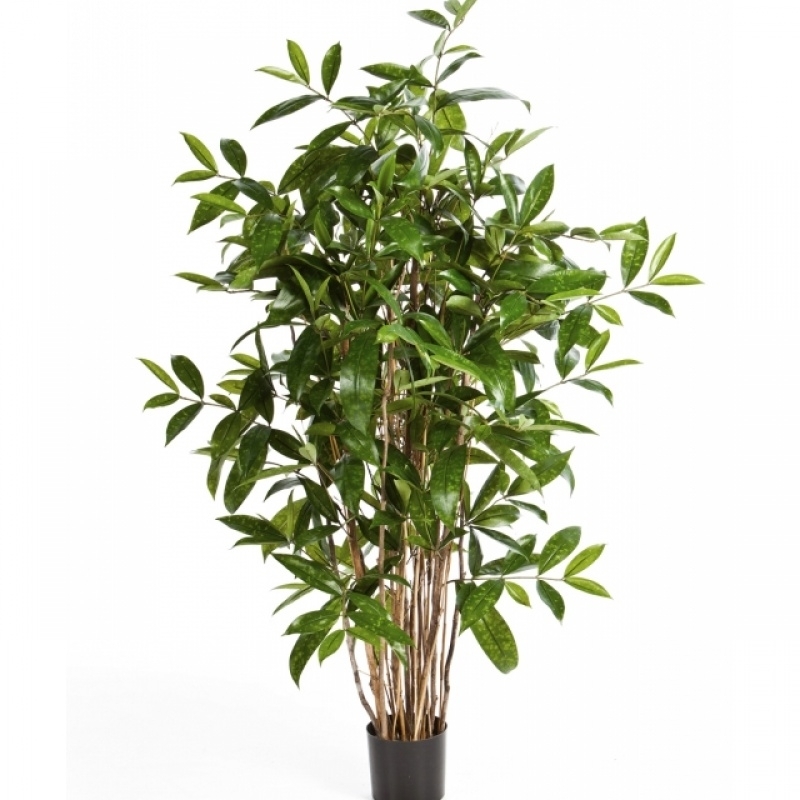 3' DRACAENA SURCULOSA TREE 90-270 cm