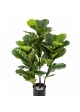 3' FICUS LYRATA TREE X 3 90-130 cm