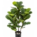 3\' FICUS LYRATA TREE X 3 90-130 cm