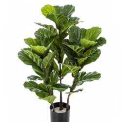 3' FICUS LYRATA TREE X 3 90-130 cm