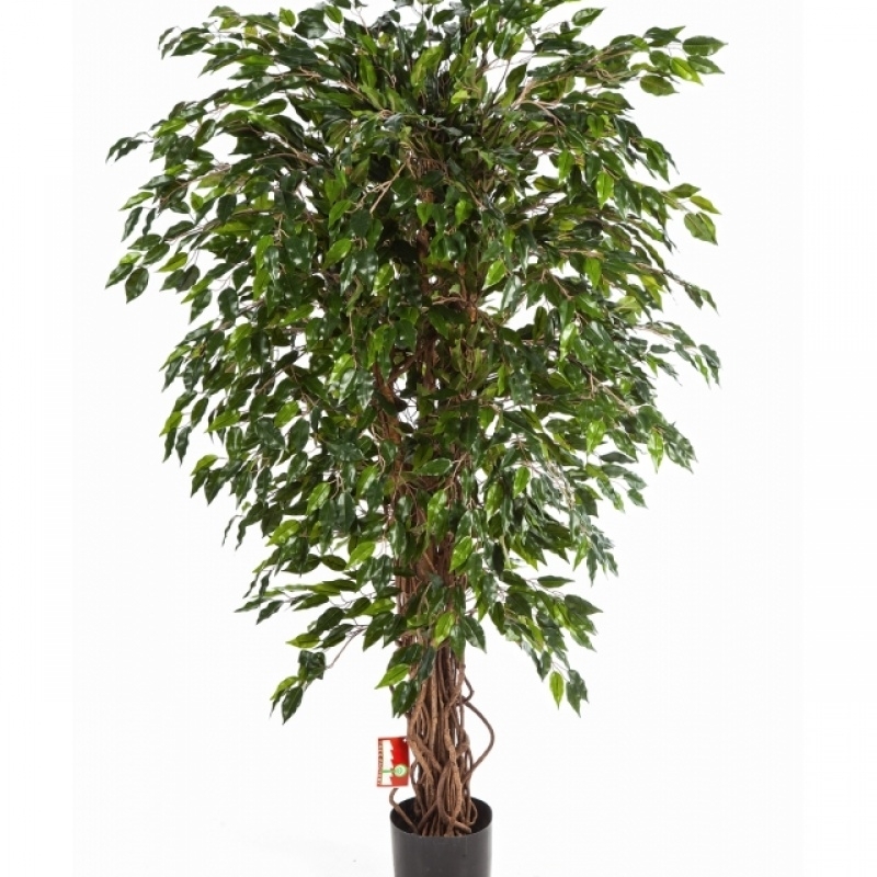 3' HAWAIIAN FICUS LIANA 90-210 cm