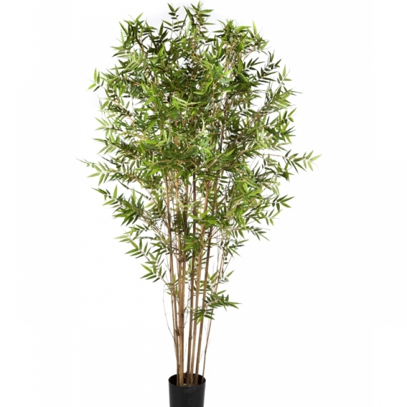 3' JAPANESE ORIENTAL BAMBOO 90-210 cm