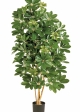3' NATURAL SCHEFFLERA 80-170 cm