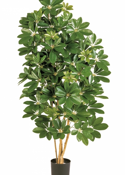 3' NATURAL SCHEFFLERA 80-170 cm