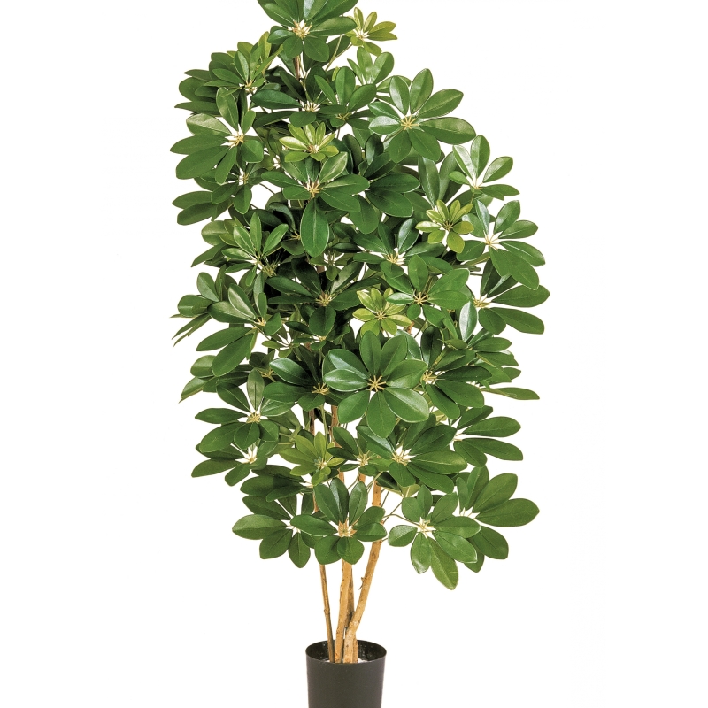 3' NATURAL SCHEFFLERA 80-170 cm
