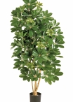 3' NATURAL SCHEFFLERA 80-170 cm