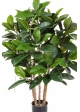 3' RUBBER PLANT 90-120 cm