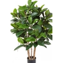 3\' RUBBER PLANT 90-120 cm