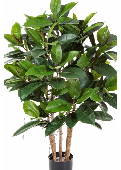 3' RUBBER PLANT 90-120 cm