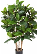 3' RUBBER PLANT 90-120 cm