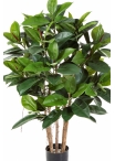 3' RUBBER PLANT 90-120 cm