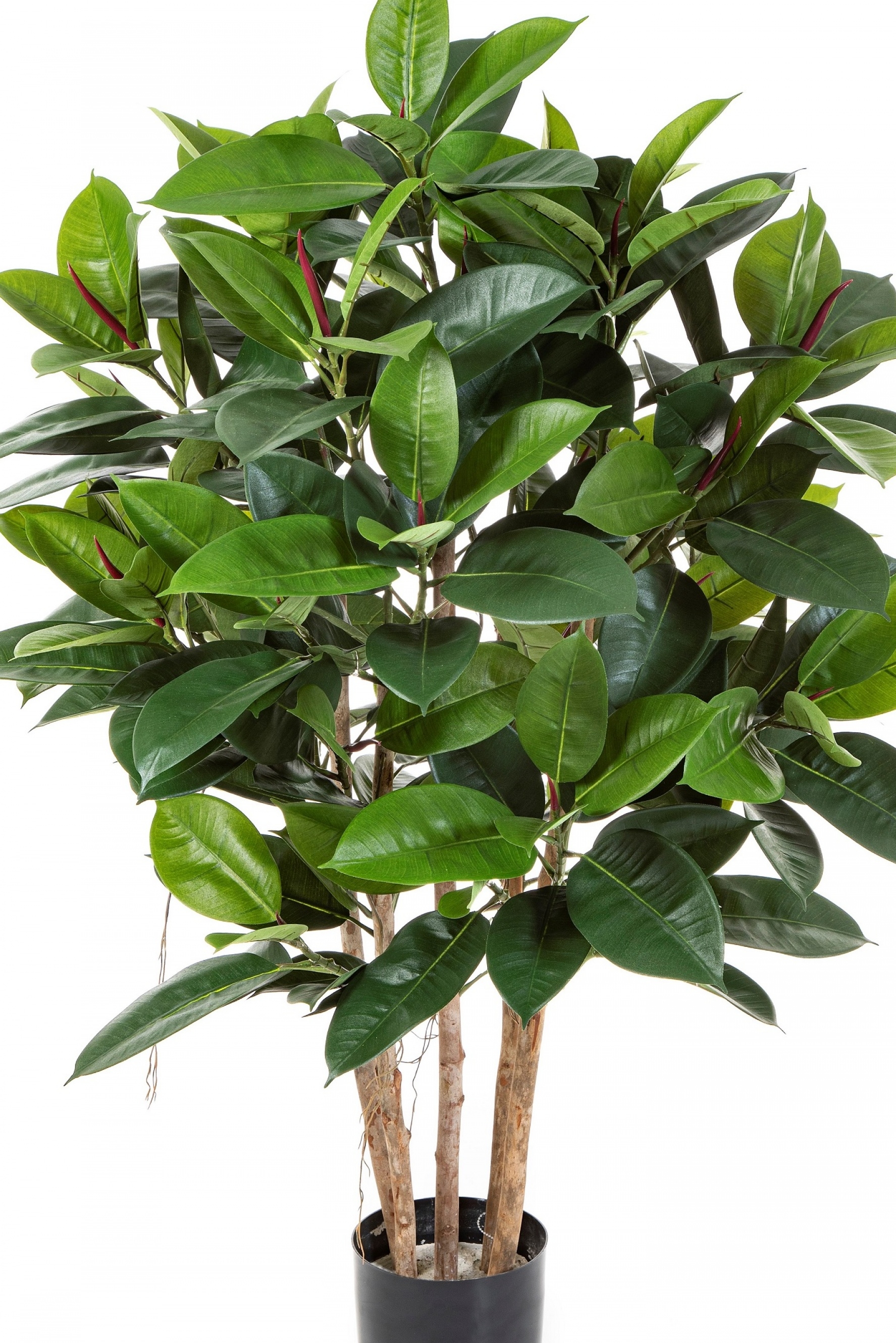 3' RUBBER PLANT 90-120 cm
