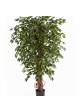 3' VARIEGATED HAWAIIAN FICUS LIANA 90-210 cm