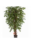 3' VARIEGATED HAWAIIAN FICUS LIANA 90-210 cm