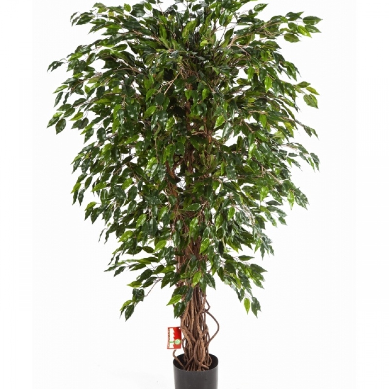 3' VARIEGATED HAWAIIAN FICUS LIANA 90-210 cm