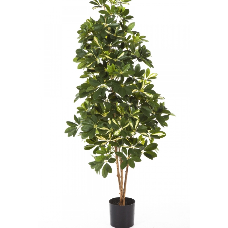 3' VARIEGATED NATURAL SCHEFFLERA 80-170 cm