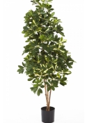 3' VARIEGATED NATURAL SCHEFFLERA 80-170 cm