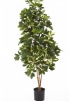 3' VARIEGATED NATURAL SCHEFFLERA 80-170 cm