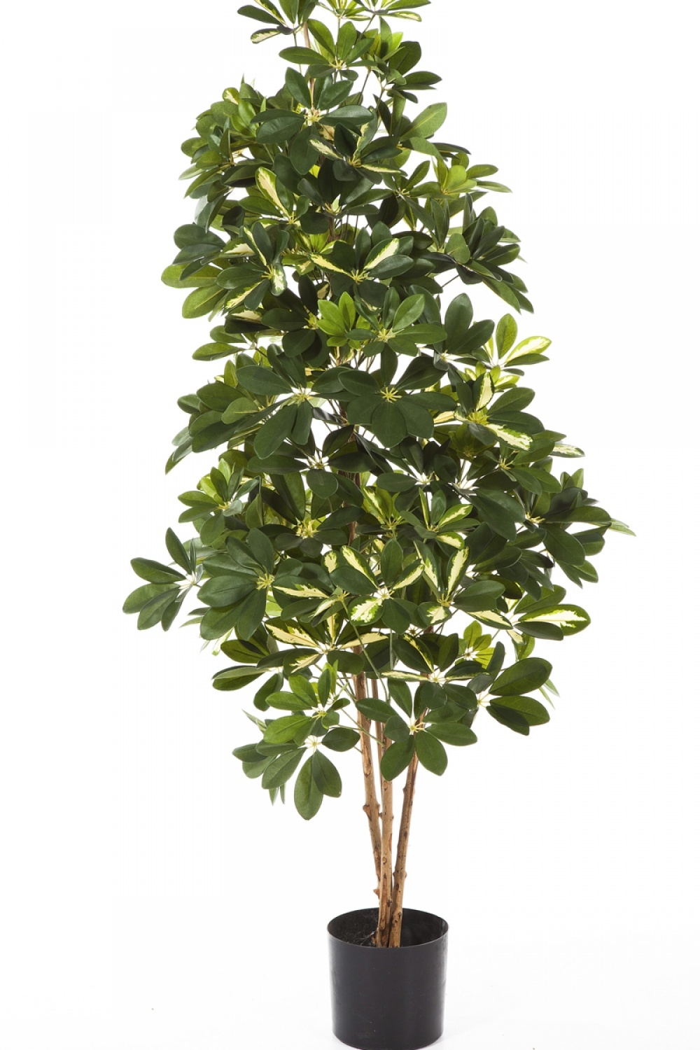 3' VARIEGATED NATURAL SCHEFFLERA 80-170 cm