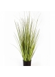 3' Variegated Carex Grass 90-150 cm