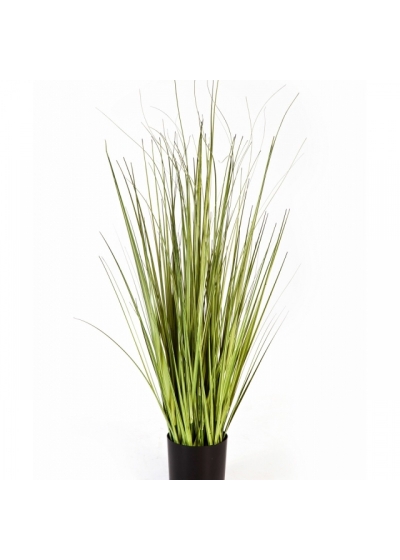 3' Variegated Carex Grass 90-150 cm