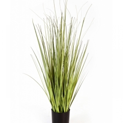 3' Variegated Carex Grass 90-150 cm