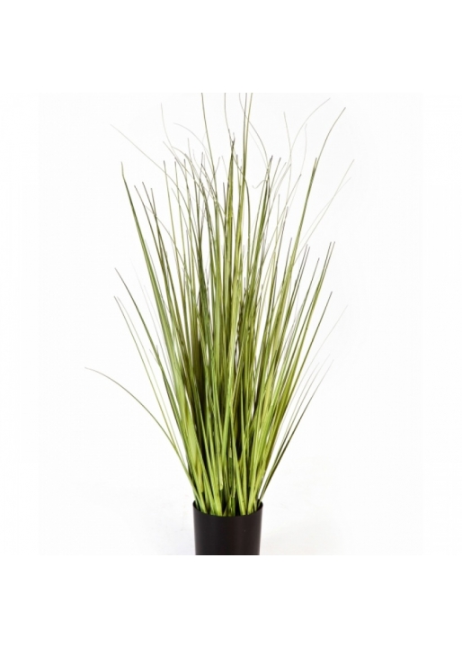 3' Variegated Carex Grass 90-150 cm
