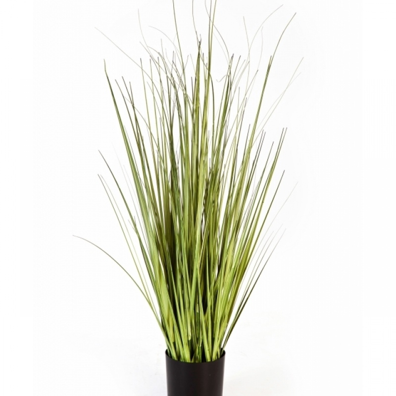 3' Variegated Carex Grass 90-150 cm