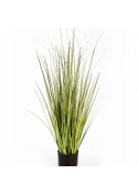 3' Variegated Carex Grass 90-150 cm