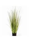 3' Variegated Carex Grass 90-150 cm
