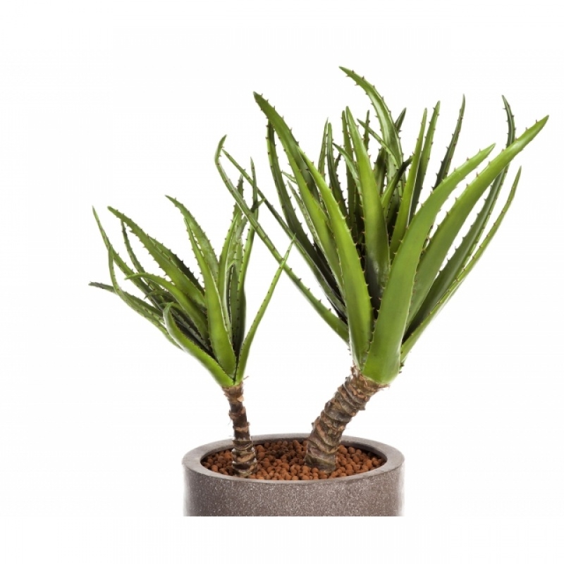 4' Agave on Trunk 120 cm