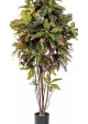4' CROTON TREE 120-180 cm