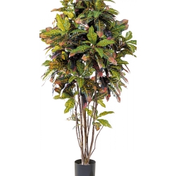 4' CROTON TREE 120-180 cm