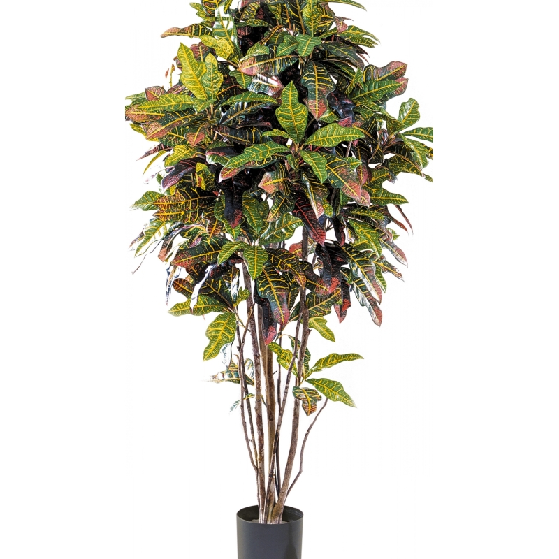 4' CROTON TREE 120-180 cm